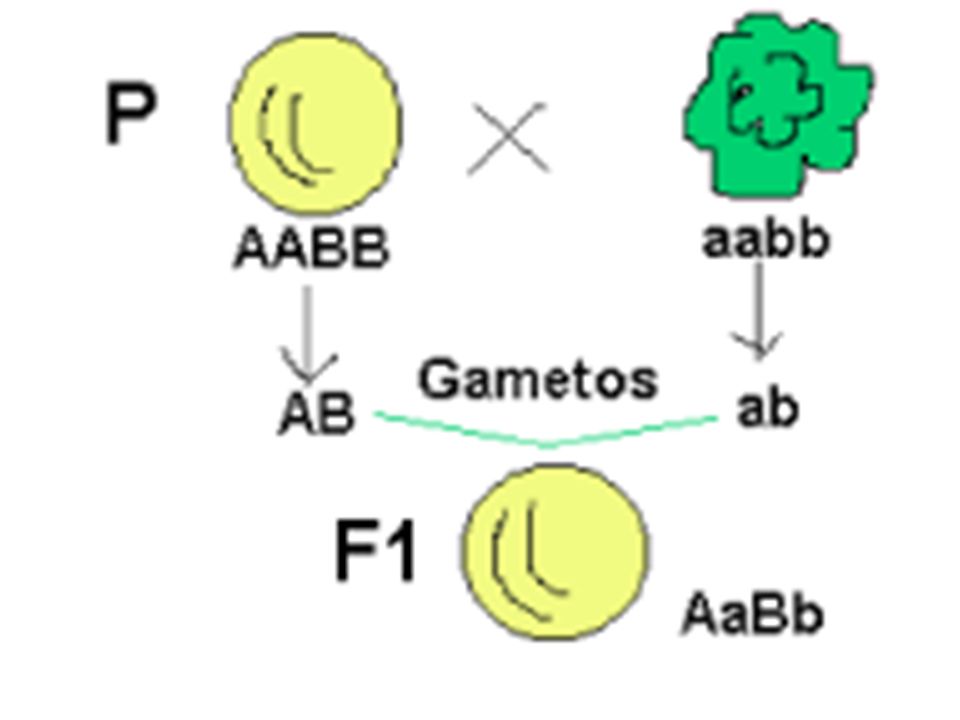 Mendel cruzó plantas de guisantes de semilla amarilla y lisa con plantas de semilla verde y rugosa (Homocigóticas ambas para los dos caracteres).