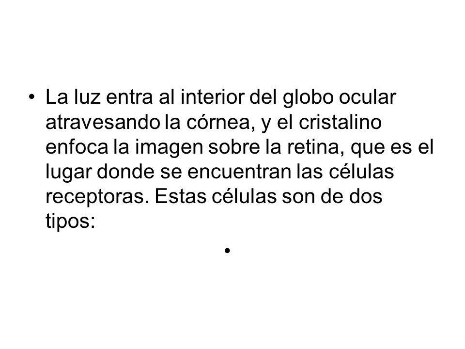 La luz entra al interior del globo ocular atravesando la córnea, y el cristalino enfoca la imagen sobre la retina, que es el lugar donde se encuentran las células receptoras.