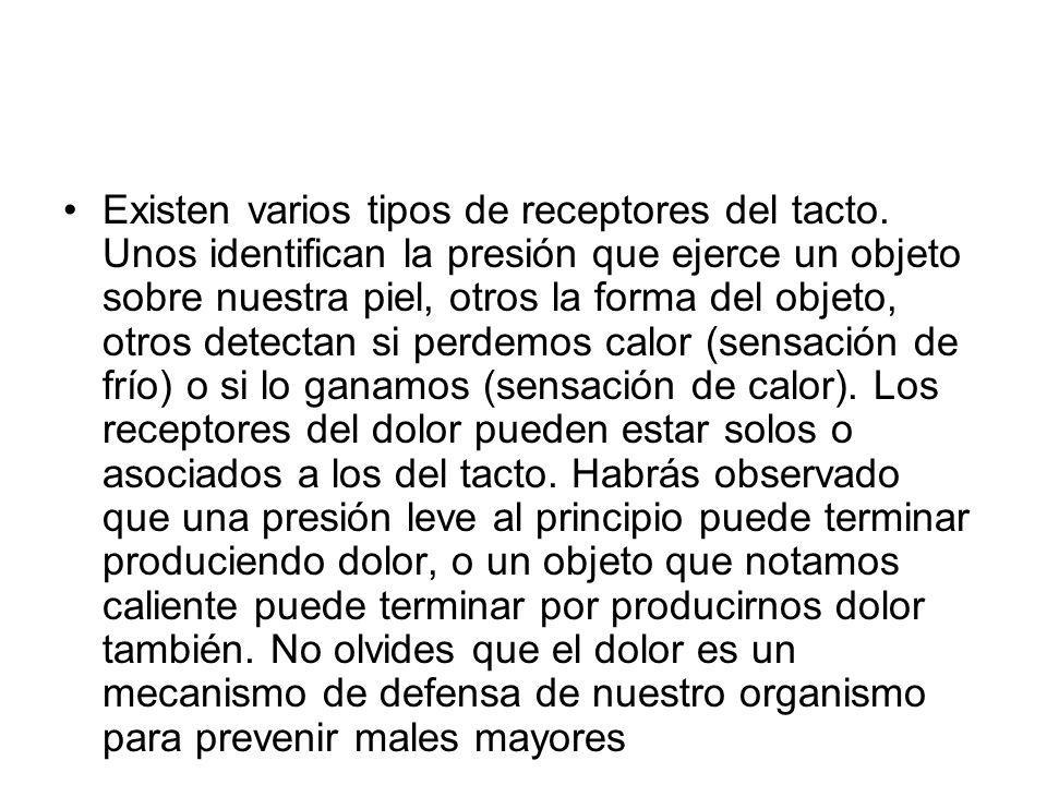 Existen varios tipos de receptores del tacto
