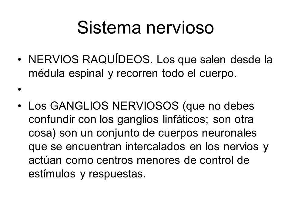 Sistema nervioso NERVIOS RAQUÍDEOS. Los que salen desde la médula espinal y recorren todo el cuerpo.