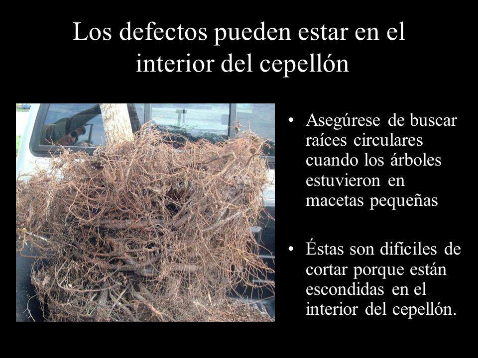 Los defectos pueden estar en el interior del cepellón