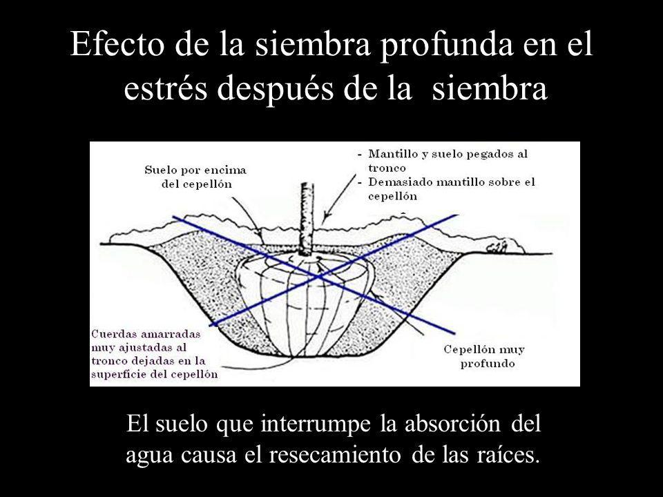 Efecto de la siembra profunda en el estrés después de la siembra