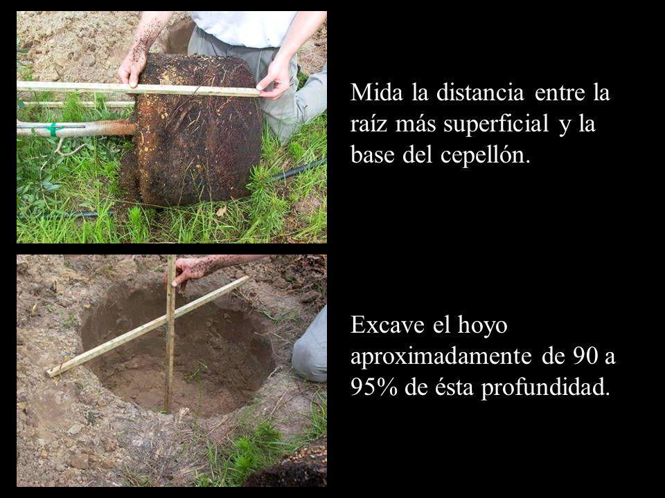 Excave el hoyo aproximadamente de 90 a 95% de ésta profundidad.