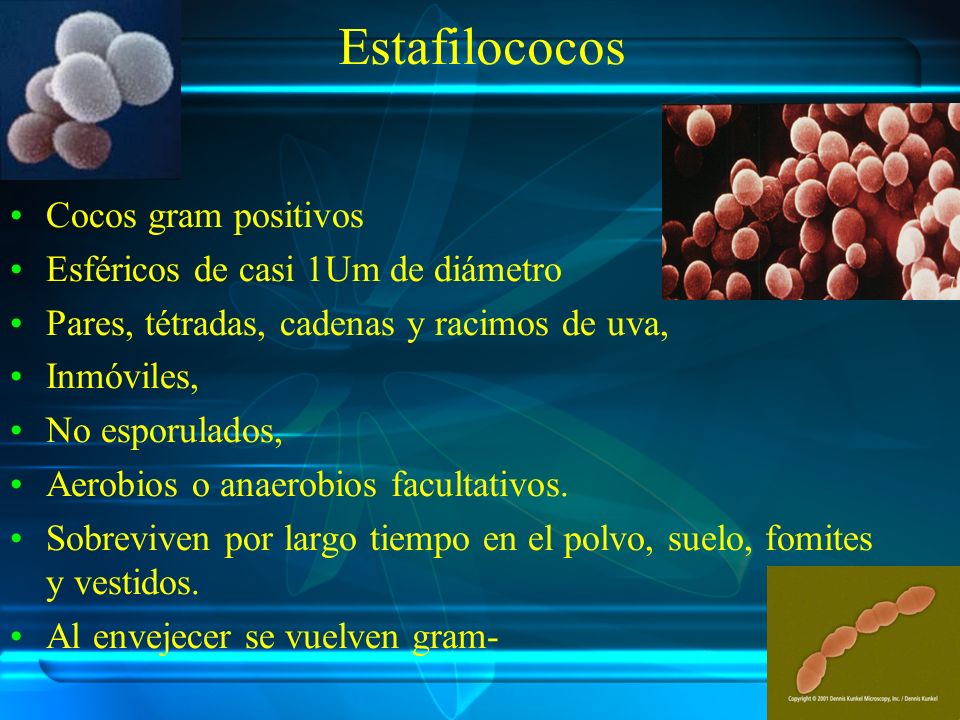 Estafilococos Cocos gram positivos Esféricos de casi 1Um de diámetro