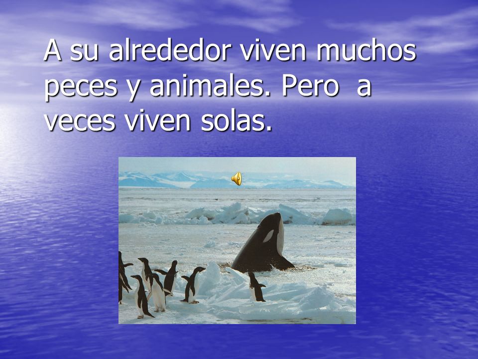 A su alrededor viven muchos peces y animales. Pero a veces viven solas.