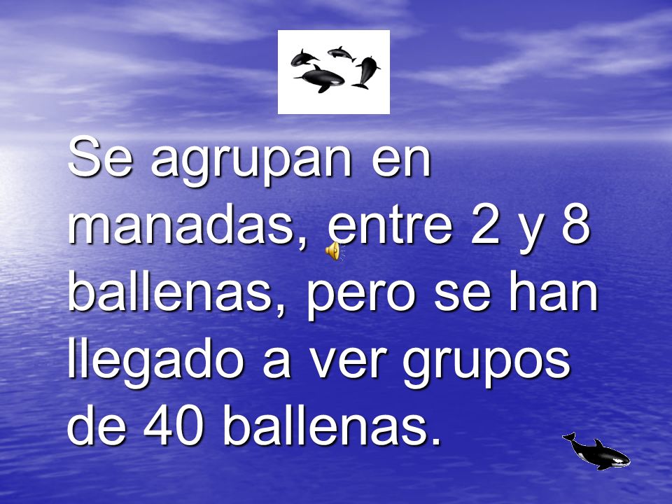 Se agrupan en manadas, entre 2 y 8 ballenas, pero se han llegado a ver grupos de 40 ballenas.