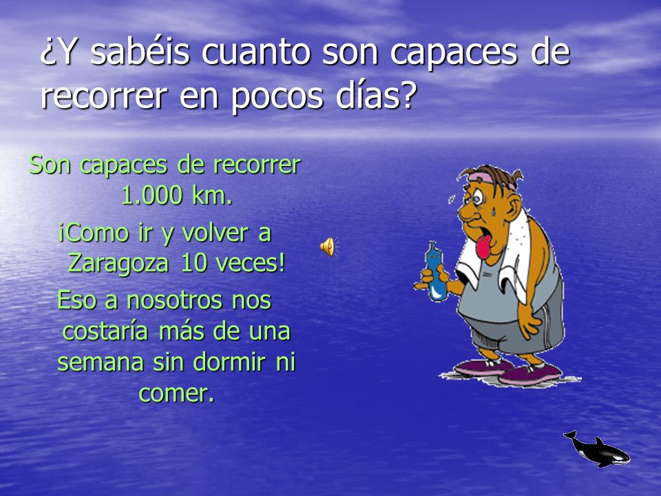 ¿Y sabéis cuanto son capaces de recorrer en pocos días