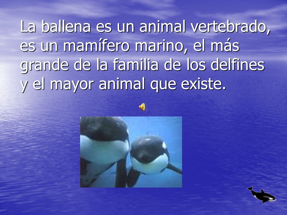 La ballena es un animal vertebrado, es un mamífero marino, el más grande de la familia de los delfines y el mayor animal que existe.