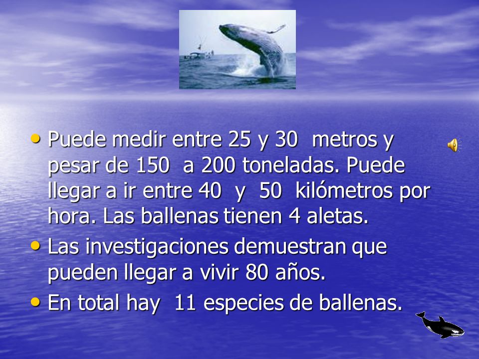 Puede medir entre 25 y 30 metros y pesar de 150 a 200 toneladas