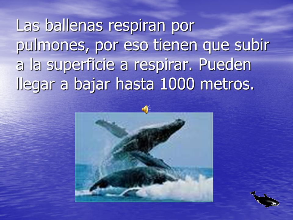 Las ballenas respiran por pulmones, por eso tienen que subir a la superficie a respirar.