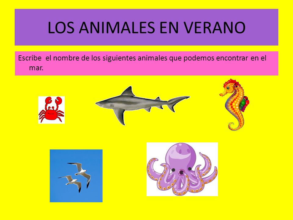 LOS ANIMALES EN VERANO Escribe el nombre de los siguientes animales que podemos encontrar en el mar.