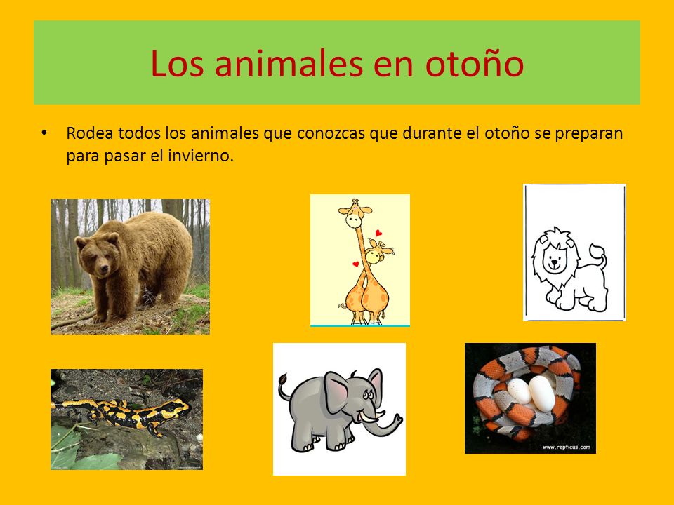 Los animales en otoño Rodea todos los animales que conozcas que durante el otoño se preparan para pasar el invierno.