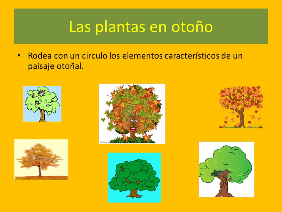 Las plantas en otoño Rodea con un circulo los elementos característicos de un paisaje otoñal.