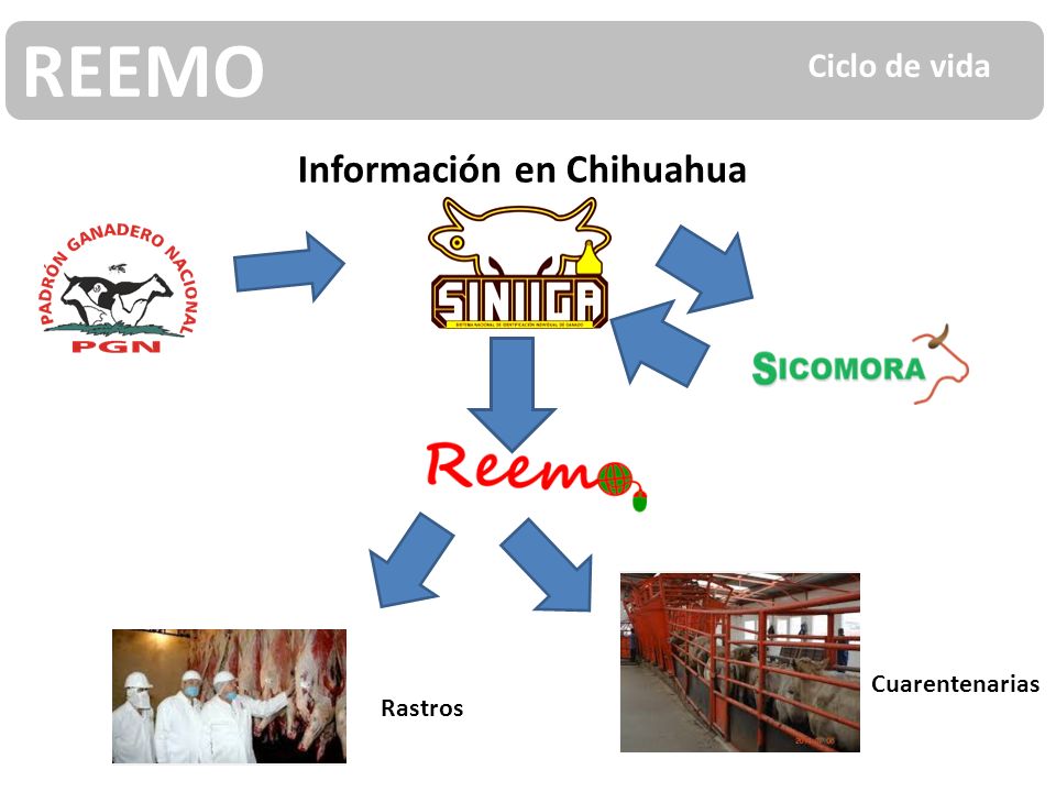 REEMO Ciclo de vida Información en Chihuahua Cuarentenarias Rastros
