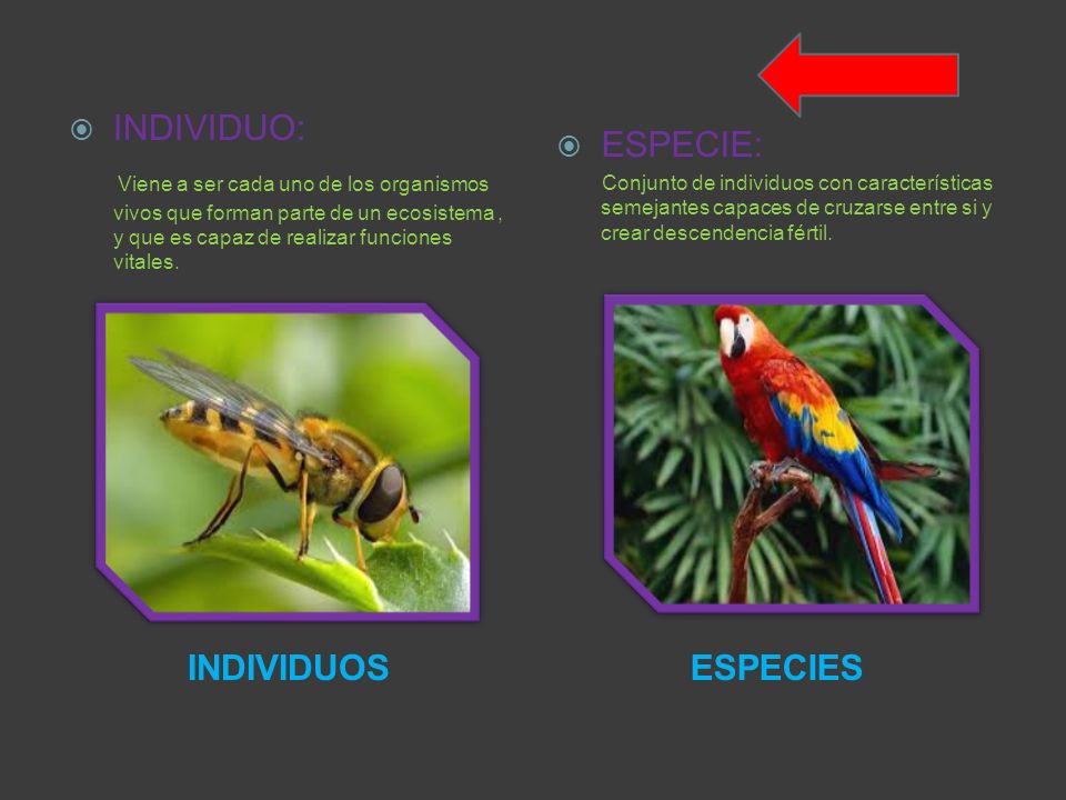 INDIVIDUO: Viene a ser cada uno de los organismos vivos que forman parte de un ecosistema , y que es capaz de realizar funciones vitales.