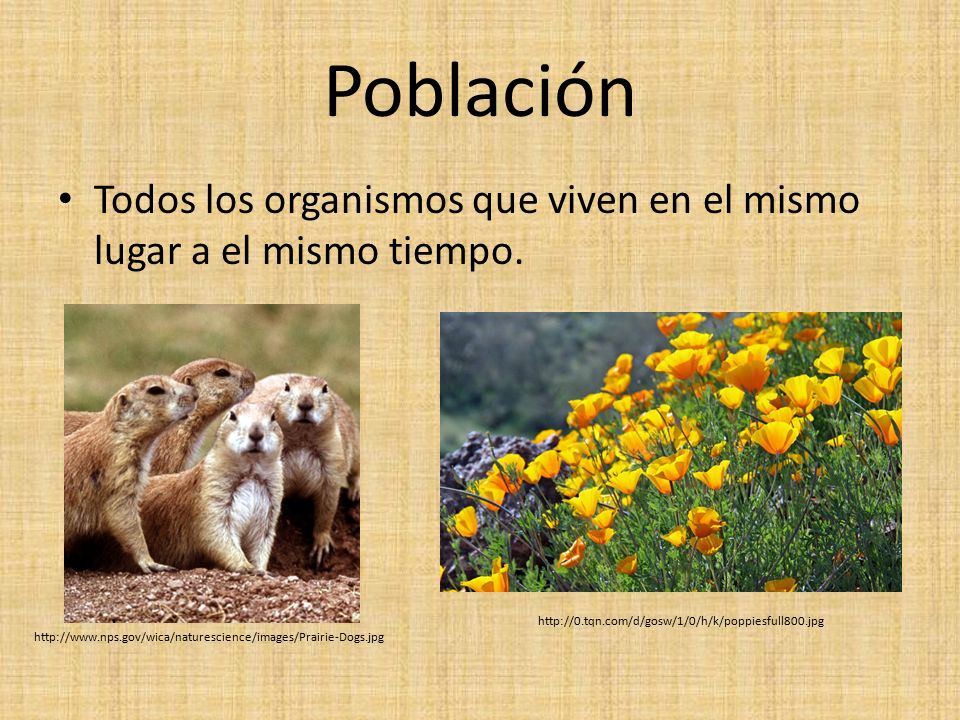Población Todos los organismos que viven en el mismo lugar a el mismo tiempo.