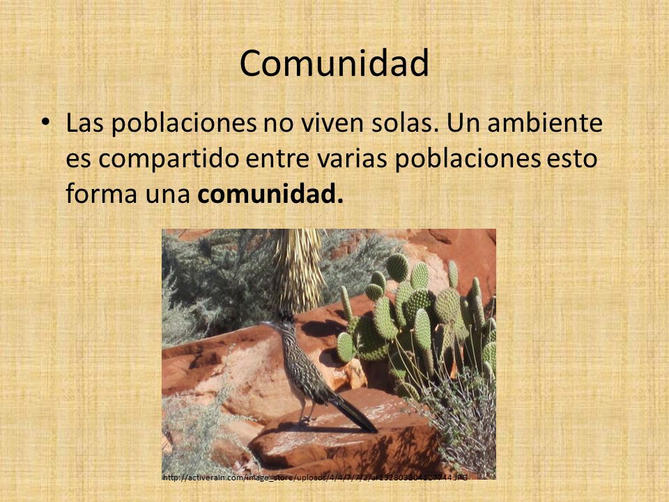 Comunidad Las poblaciones no viven solas. Un ambiente es compartido entre varias poblaciones esto forma una comunidad.