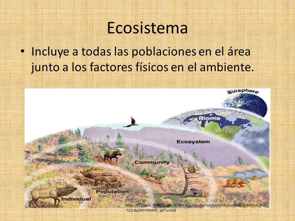 Ecosistema Incluye a todas las poblaciones en el área junto a los factores físicos en el ambiente.