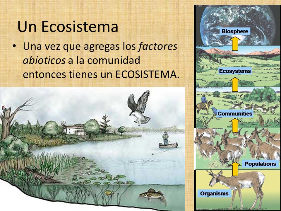Un Ecosistema Una vez que agregas los factores abioticos a la comunidad entonces tienes un ECOSISTEMA.