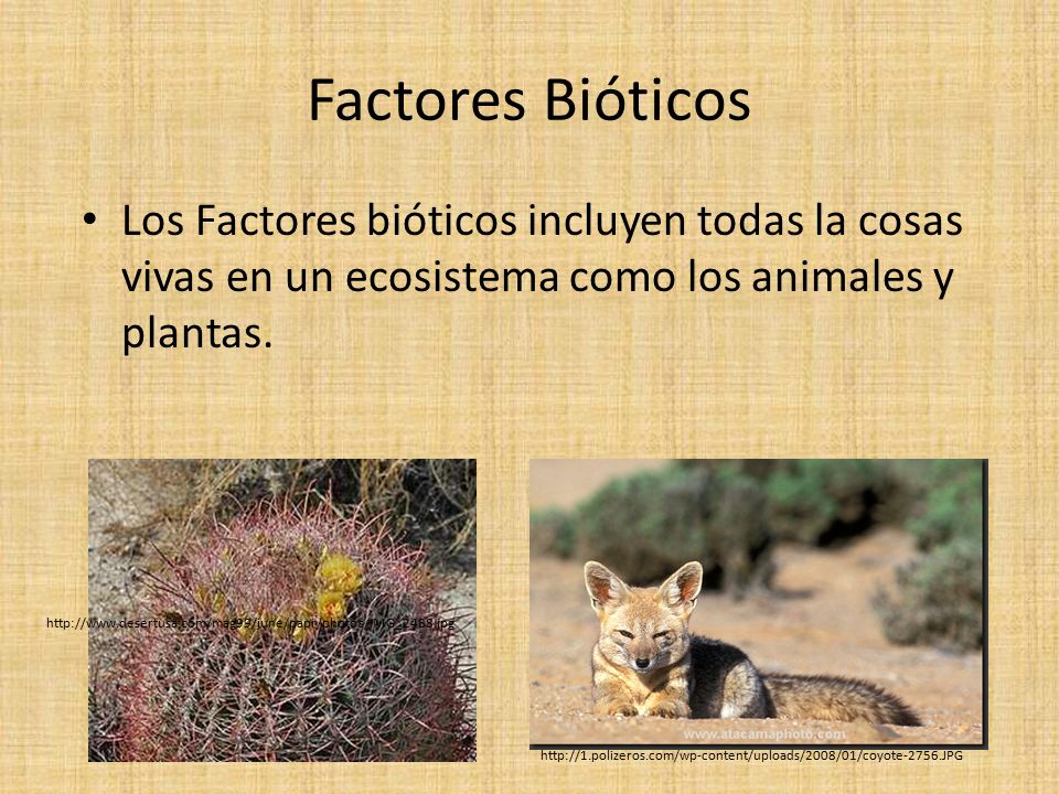Factores Bióticos Los Factores bióticos incluyen todas la cosas vivas en un ecosistema como los animales y plantas.