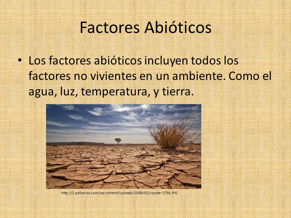 Factores Abióticos Los factores abióticos incluyen todos los factores no vivientes en un ambiente. Como el agua, luz, temperatura, y tierra.