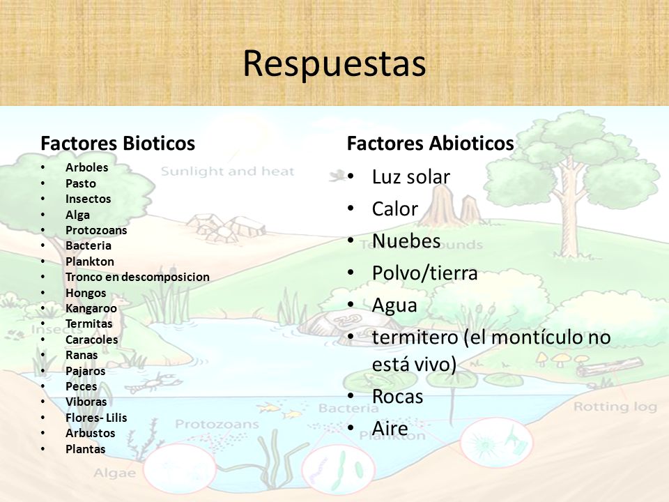 Respuestas Factores Bioticos Factores Abioticos Luz solar Calor Nuebes