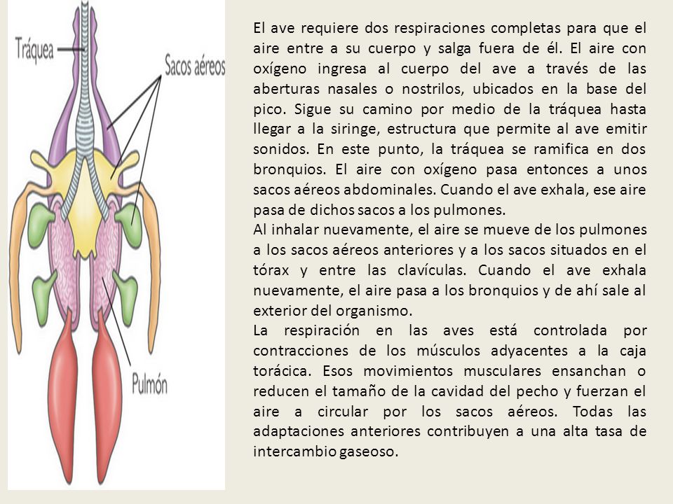 El ave requiere dos respiraciones completas para que el aire entre a su cuerpo y salga fuera de él. El aire con oxígeno ingresa al cuerpo del ave a través de las aberturas nasales o nostrilos, ubicados en la base del pico. Sigue su camino por medio de la tráquea hasta llegar a la siringe, estructura que permite al ave emitir sonidos. En este punto, la tráquea se ramifica en dos bronquios. El aire con oxígeno pasa entonces a unos sacos aéreos abdominales. Cuando el ave exhala, ese aire pasa de dichos sacos a los pulmones.