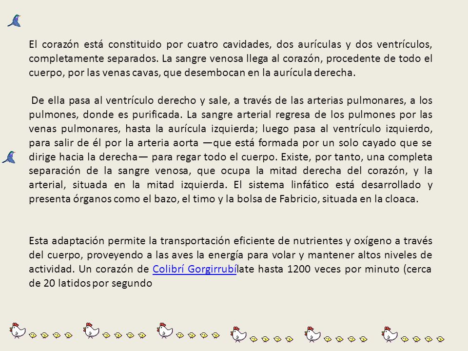 El corazón está constituido por cuatro cavidades, dos aurículas y dos ventrículos, completamente separados. La sangre venosa llega al corazón, procedente de todo el cuerpo, por las venas cavas, que desembocan en la aurícula derecha.