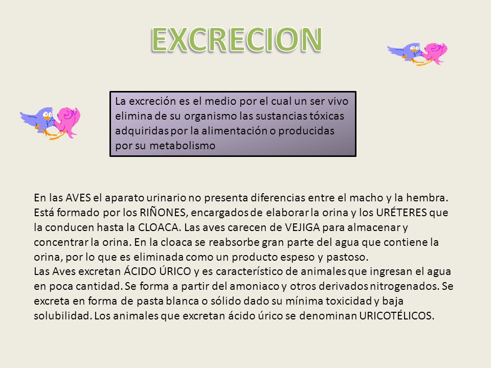 EXCRECION La excreción es el medio por el cual un ser vivo