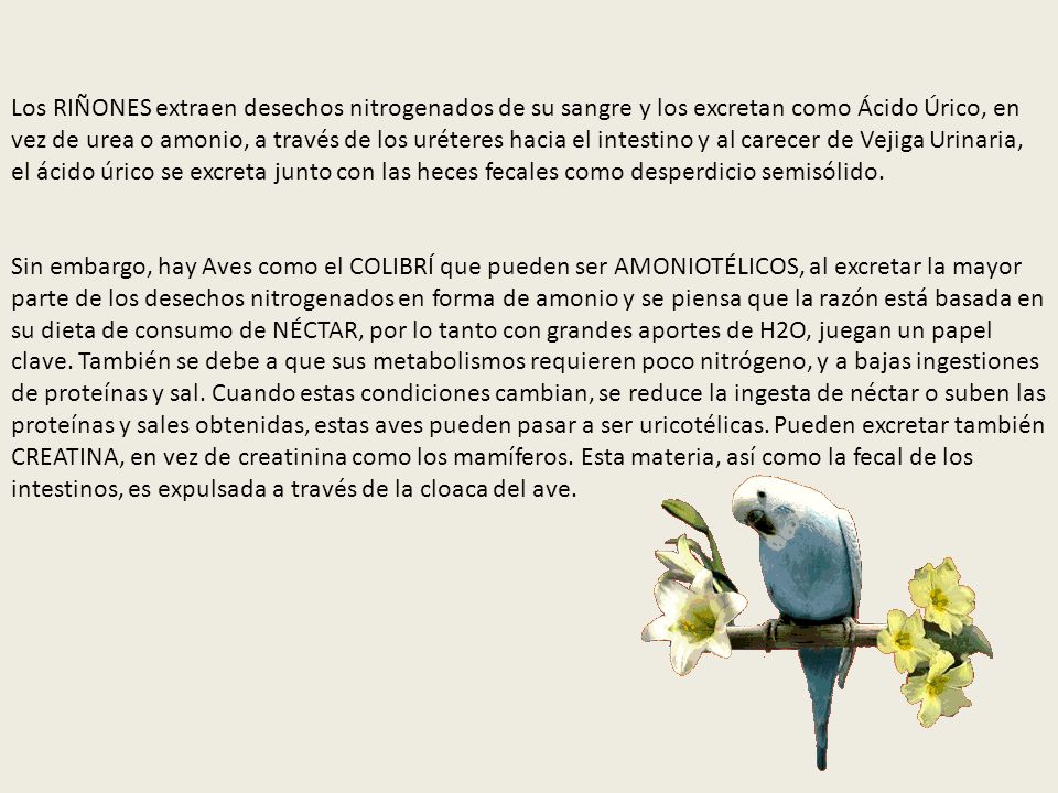 Los RIÑONES extraen desechos nitrogenados de su sangre y los excretan como Ácido Úrico, en vez de urea o amonio, a través de los uréteres hacia el intestino y al carecer de Vejiga Urinaria, el ácido úrico se excreta junto con las heces fecales como desperdicio semisólido.