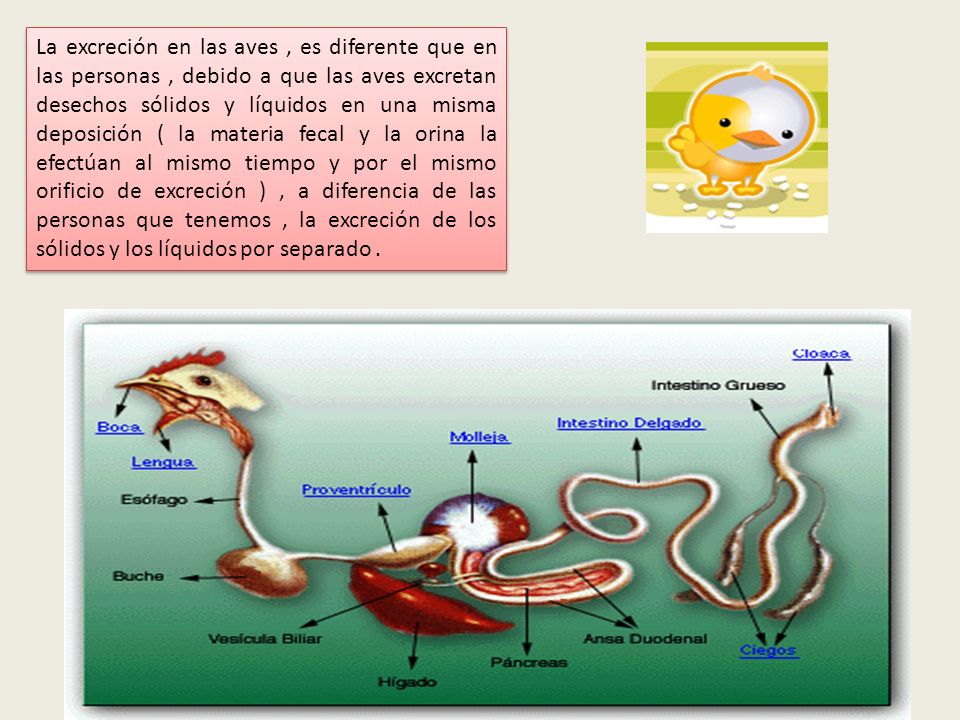 La excreción en las aves , es diferente que en las personas , debido a que las aves excretan desechos sólidos y líquidos en una misma deposición ( la materia fecal y la orina la efectúan al mismo tiempo y por el mismo orificio de excreción ) , a diferencia de las personas que tenemos , la excreción de los sólidos y los líquidos por separado .
