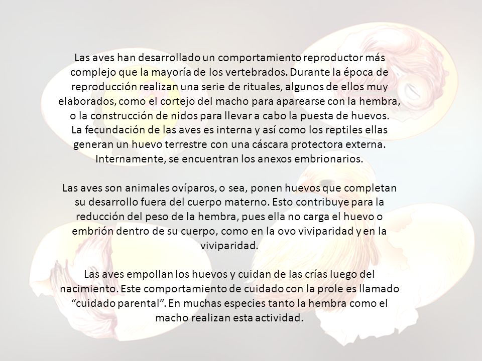 Las aves han desarrollado un comportamiento reproductor más complejo que la mayoría de los vertebrados. Durante la época de reproducción realizan una serie de rituales, algunos de ellos muy elaborados, como el cortejo del macho para aparearse con la hembra, o la construcción de nidos para llevar a cabo la puesta de huevos.