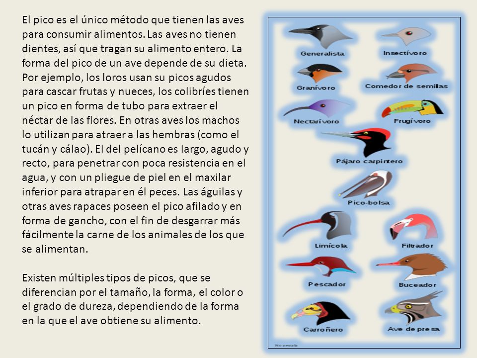 El pico es el único método que tienen las aves para consumir alimentos