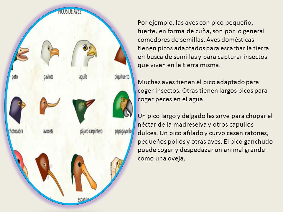 Por ejemplo, las aves con pico pequeño, fuerte, en forma de cuña, son por lo general comedores de semillas.