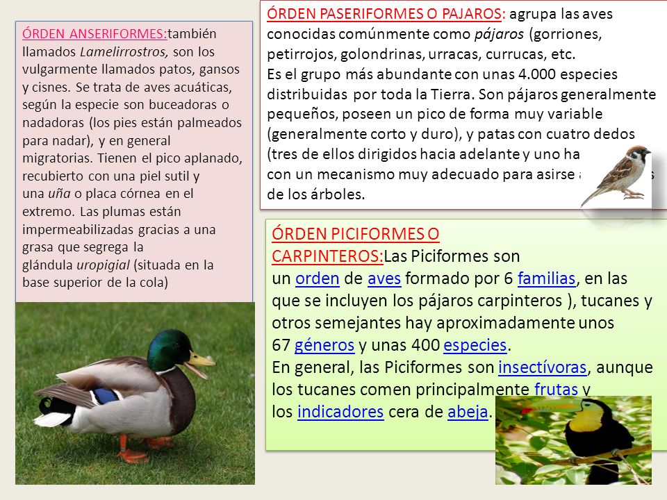 ÓRDEN PASERIFORMES O PAJAROS: agrupa las aves conocidas comúnmente como pájaros (gorriones, petirrojos, golondrinas, urracas, currucas, etc.