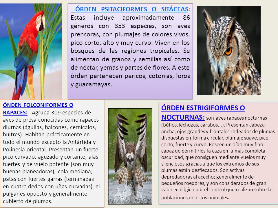 ÓRDEN PSITACIFORMES O SITÁCEAS: Estas incluye aproximadamente 86 géneros con 353 especies, son aves prensoras, con plumajes de colores vivos, pico corto, alto y muy curvo. Viven en los bosques de las regiones tropicales. Se alimentan de granos y semillas así como de néctar, yemas y partes de flores. A este órden pertenecen pericos, cotorras, loros y guacamayas.