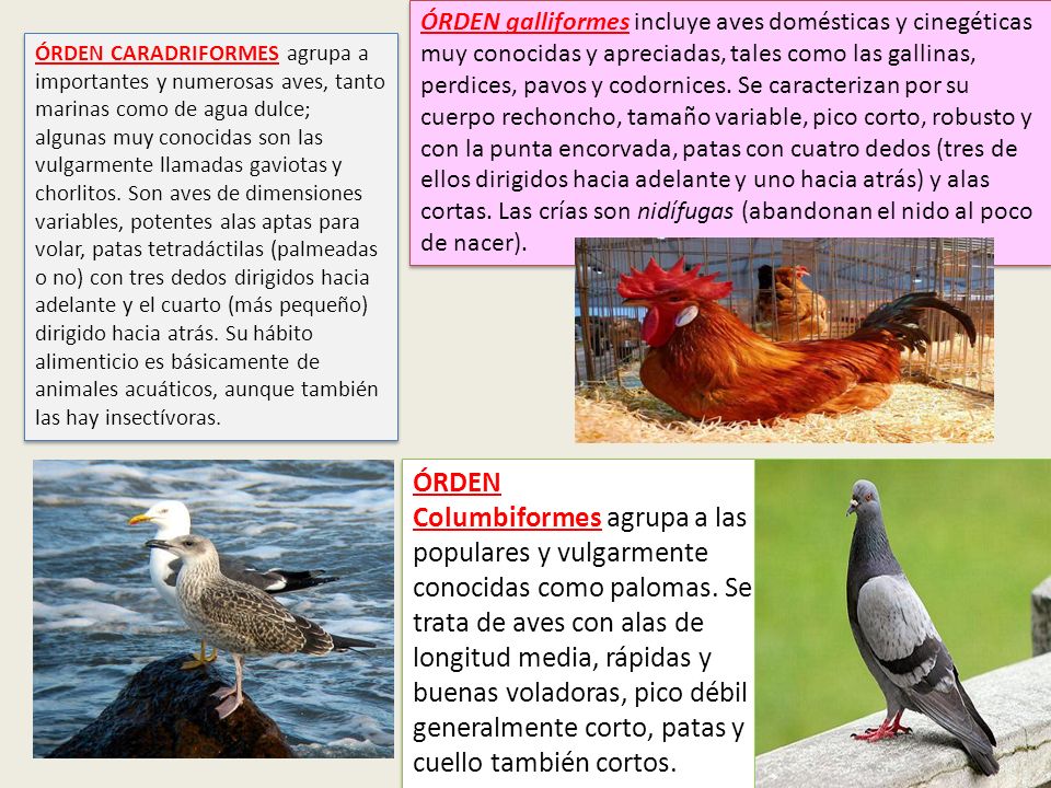 ÓRDEN galliformes incluye aves domésticas y cinegéticas muy conocidas y apreciadas, tales como las gallinas, perdices, pavos y codornices. Se caracterizan por su cuerpo rechoncho, tamaño variable, pico corto, robusto y con la punta encorvada, patas con cuatro dedos (tres de ellos dirigidos hacia adelante y uno hacia atrás) y alas cortas. Las crías son nidífugas (abandonan el nido al poco de nacer).