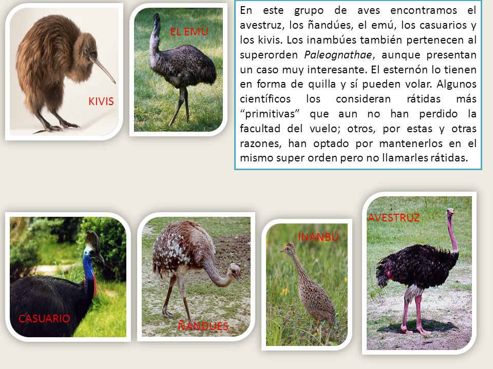 En este grupo de aves encontramos el avestruz, los ñandúes, el emú, los casuarios y los kivis. Los inambúes también pertenecen al superorden Paleognathae, aunque presentan un caso muy interesante. El esternón lo tienen en forma de quilla y sí pueden volar. Algunos científicos los consideran rátidas más primitivas que aun no han perdido la facultad del vuelo; otros, por estas y otras razones, han optado por mantenerlos en el mismo super orden pero no llamarles rátidas.
