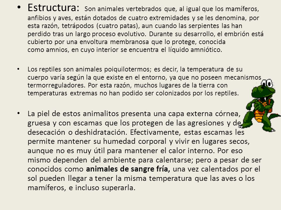 Estructura: Son animales vertebrados que, al igual que los mamíferos, anfibios y aves, están dotados de cuatro extremidades y se les denomina, por esta razón, tetrápodos (cuatro patas), aun cuando las serpientes las han perdido tras un largo proceso evolutivo. Durante su desarrollo, el embrión está cubierto por una envoltura membranosa que lo protege, conocida como amnios, en cuyo interior se encuentra el líquido amniótico.