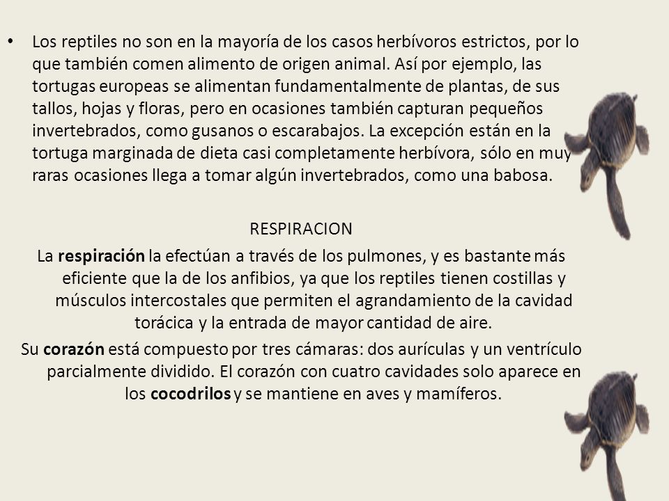 Los reptiles no son en la mayoría de los casos herbívoros estrictos, por lo que también comen alimento de origen animal. Así por ejemplo, las tortugas europeas se alimentan fundamentalmente de plantas, de sus tallos, hojas y floras, pero en ocasiones también capturan pequeños invertebrados, como gusanos o escarabajos. La excepción están en la tortuga marginada de dieta casi completamente herbívora, sólo en muy raras ocasiones llega a tomar algún invertebrados, como una babosa.