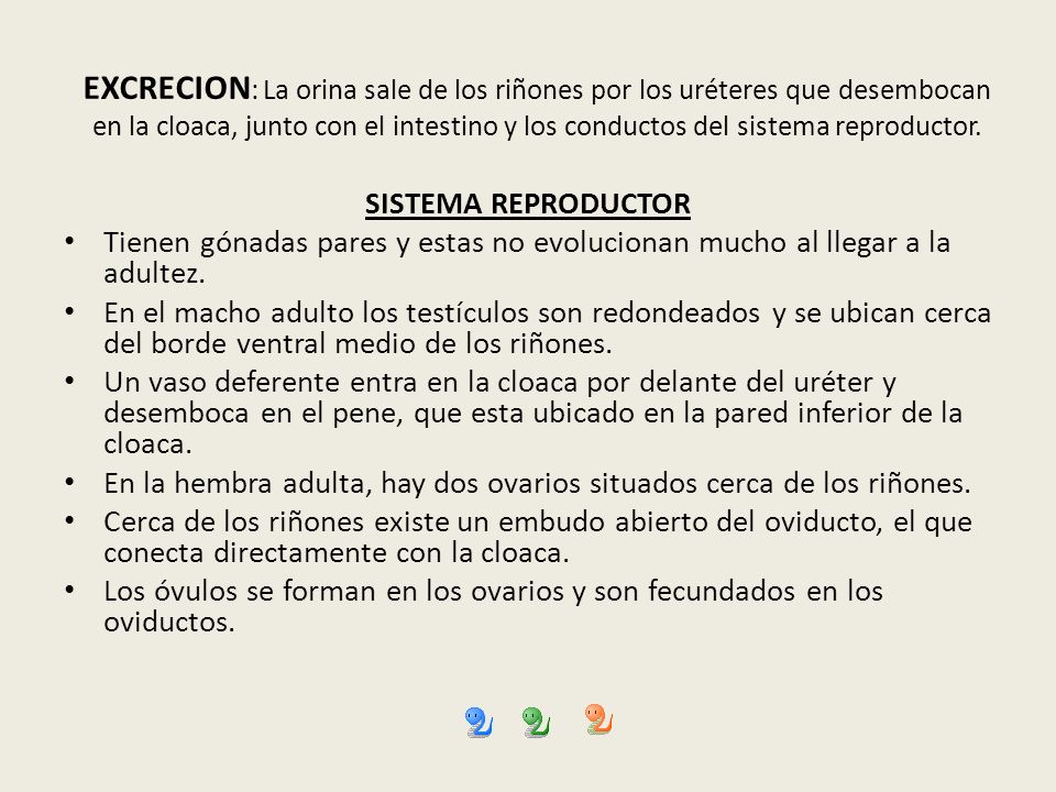 EXCRECION: La orina sale de los riñones por los uréteres que desembocan en la cloaca, junto con el intestino y los conductos del sistema reproductor.