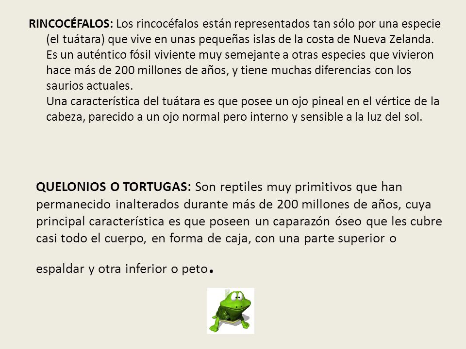 RINCOCÉFALOS: Los rincocéfalos están representados tan sólo por una especie (el tuátara) que vive en unas pequeñas islas de la costa de Nueva Zelanda. Es un auténtico fósil viviente muy semejante a otras especies que vivieron hace más de 200 millones de años, y tiene muchas diferencias con los saurios actuales. Una característica del tuátara es que posee un ojo pineal en el vértice de la cabeza, parecido a un ojo normal pero interno y sensible a la luz del sol.