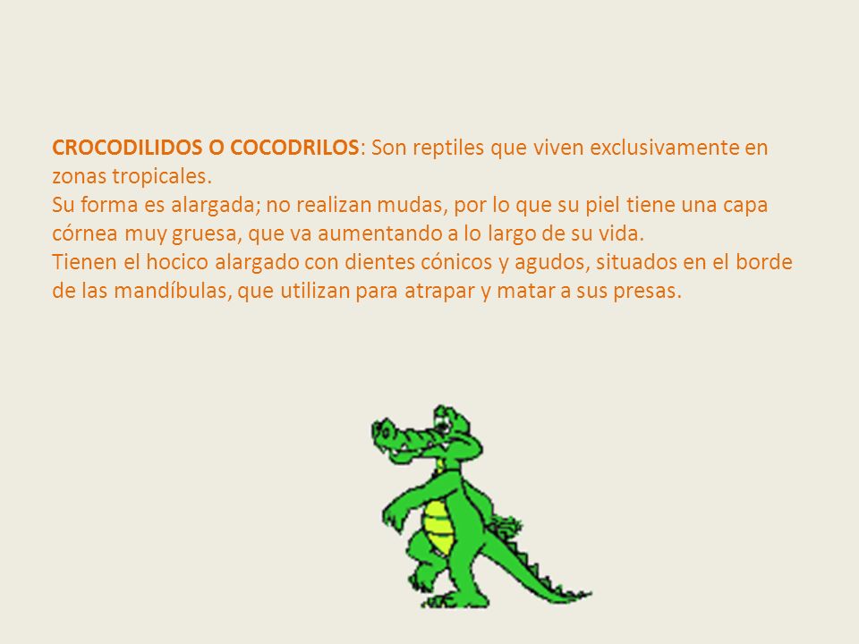 CROCODILIDOS O COCODRILOS: Son reptiles que viven exclusivamente en zonas tropicales.