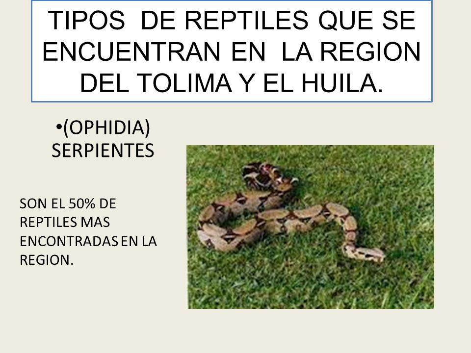 TIPOS DE REPTILES QUE SE ENCUENTRAN EN LA REGION DEL TOLIMA Y EL HUILA.
