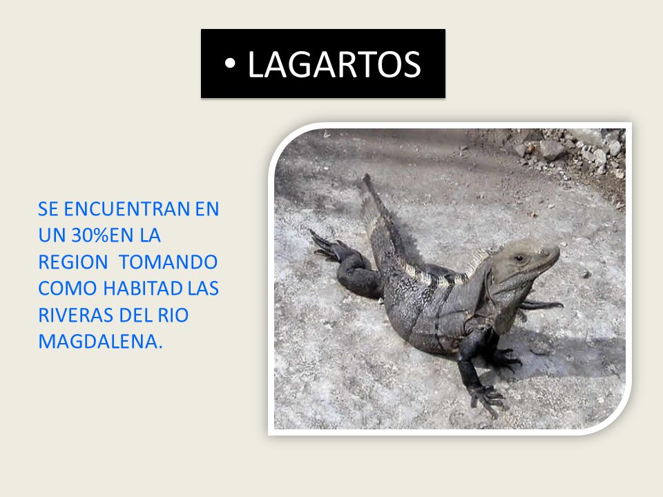 LAGARTOS SE ENCUENTRAN EN UN 30%EN LA REGION TOMANDO COMO HABITAD LAS RIVERAS DEL RIO MAGDALENA.