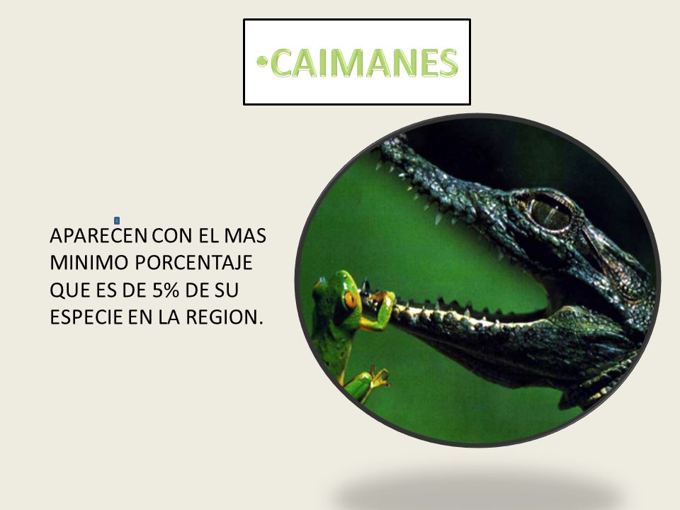 CAIMANES APARECEN CON EL MAS MINIMO PORCENTAJE QUE ES DE 5% DE SU ESPECIE EN LA REGION.