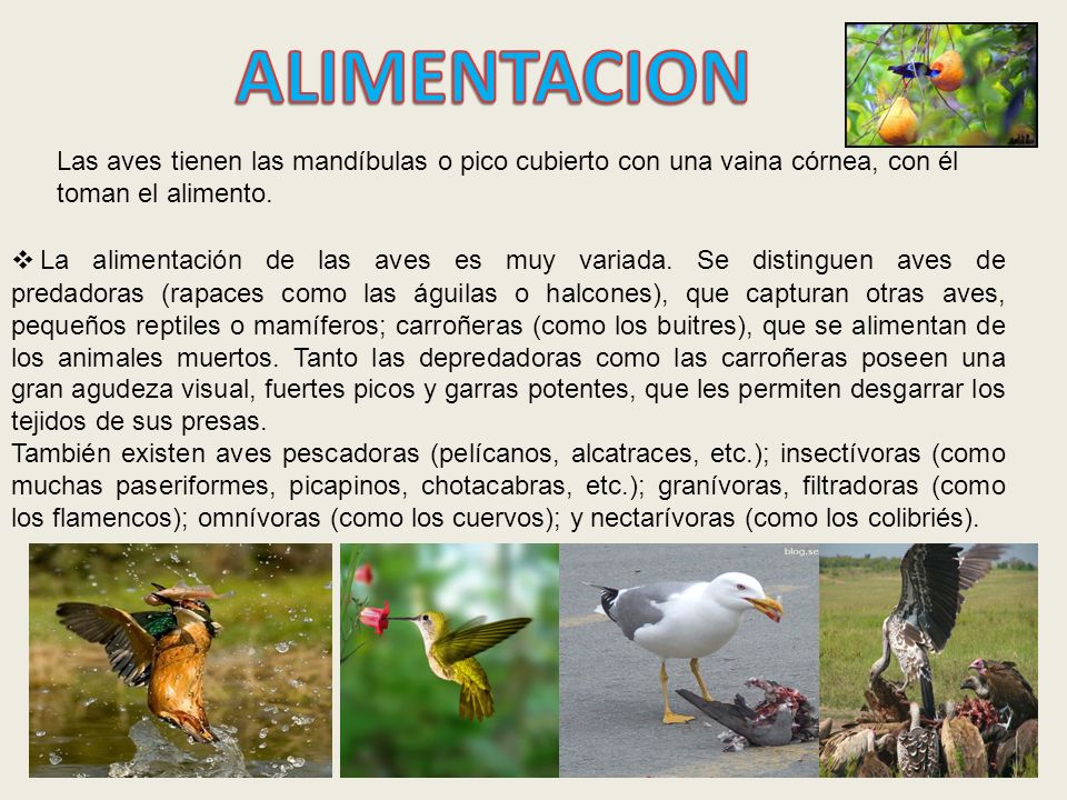 ALIMENTACION Las aves tienen las mandíbulas o pico cubierto con una vaina córnea, con él toman el alimento.