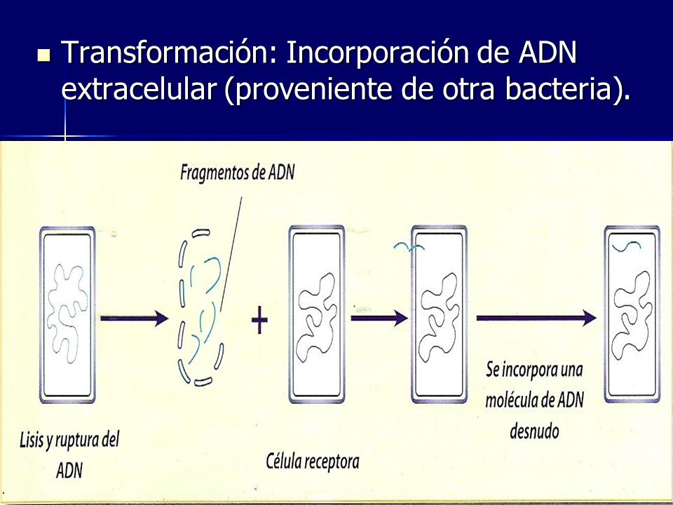 Transformación: Incorporación de ADN extracelular (proveniente de otra bacteria).