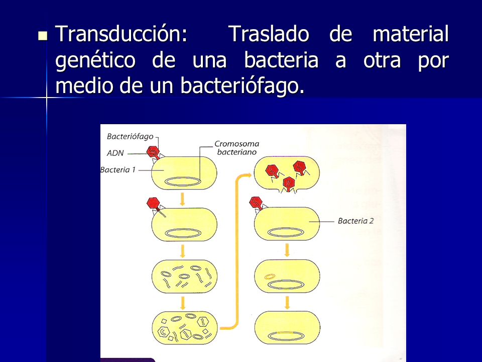 Transducción: Traslado de material genético de una bacteria a otra por medio de un bacteriófago.