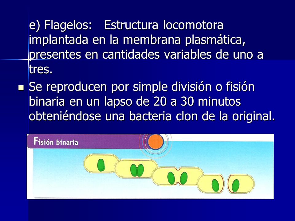 e) Flagelos: Estructura locomotora implantada en la membrana plasmática, presentes en cantidades variables de uno a tres.